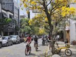 Indahnya Musim Mekar Bunga Tabebuya di Bandung 