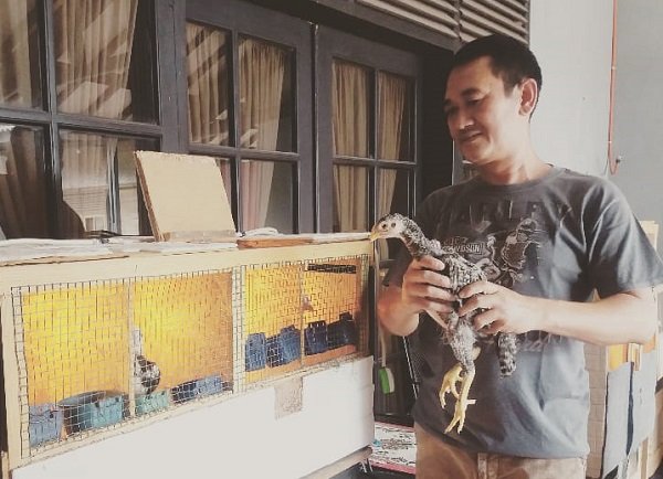 Pria di Baleendah Hasilkan Miliaran dari Bisnis Ayam Impor, Dipersilahkan yang Mau Join