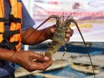 Perusahaan Pembudidaya Lobster Asal Bali diduga Ditipu Pria Bogor