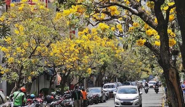 Indahnya Musim Mekar Bunga Tabebuya di Bandung