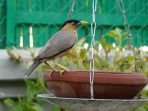 Hobi Mengejek, 5 Ekor Burung Beo Diisolasi
