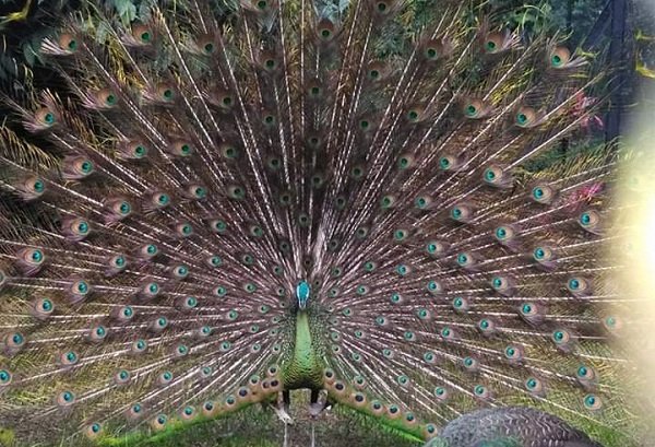 Koleksi Merak Hijau Kebun Binatang Bandung Bertambah