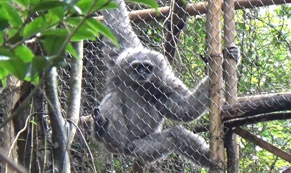 Gunung Puntang Jadi Habitat Nyaman buat Owa Jawa