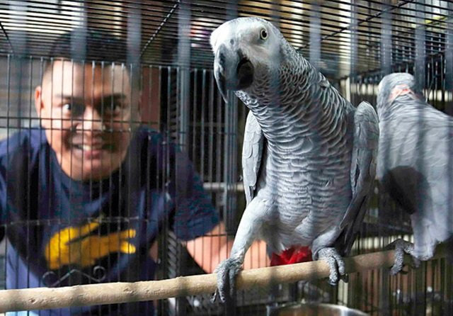 Ternyata! African Grey Bisa Meniru 800 Kata hingga Jadi Vokalis Band Death Metal