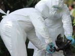 Ratusan Unggas Mati Mendadak di Cihampelas KBB