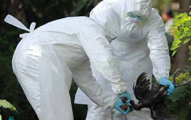 Ratusan Unggas Mati Mendadak di Cihampelas KBB