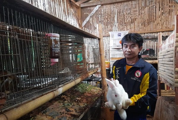 Usaha Ternak Kelinci Tetap Bertahan di Tengah Pandemi Covid-19
