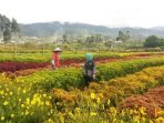 Sambut Libur Natal dan Tahun Baru, Happy Farm Buka 2 Minggu