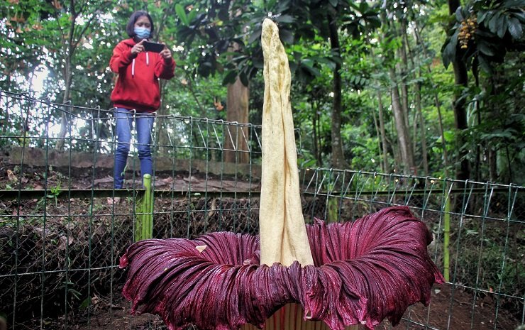 Bunga Bangkai Setinggi 2 Meter Mekar di Tahura Djuanda Dago