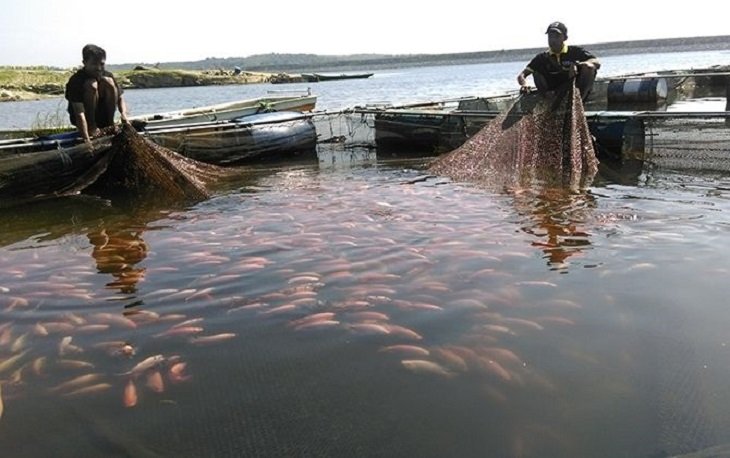 25 Ton Ikan Budidaya Mati Mendadak di Saguling