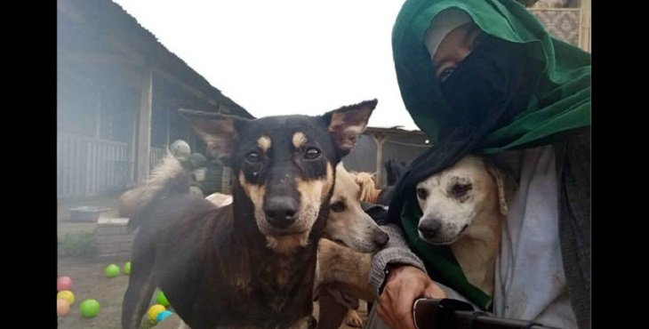Perempuan Bercadar Pemilik 70 Anjing Minta Perlindungan