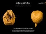 OPPO Find X3 Pro dan National Geographic Pelopori Kampanye Endangered Colour