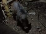 Geger Babi Ngepet di Depok, Paranormal Ungkap Hal Mengejutkan