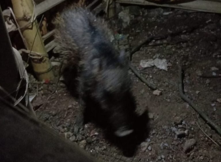 Geger Babi Ngepet di Depok, Paranormal Ungkap Hal Mengejutkan