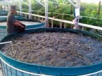 Program Petani Milenial, Pembudidaya Lele di Jabar Diproyeksikan Raup Rp4,4 Juta Per Bulan