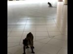 Dua Tahun tak Ada Aktivitas di Kampus, Kawanan Monyet Serbu IPB