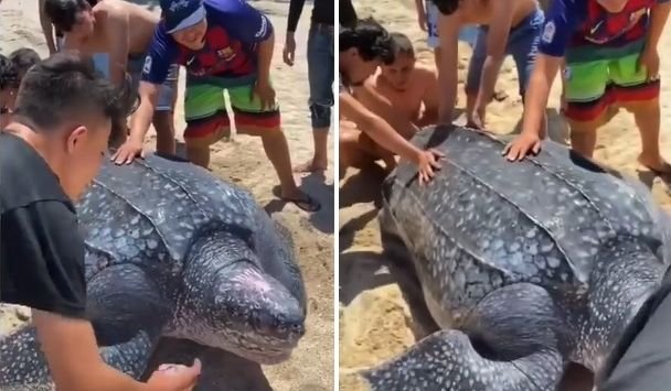 Penyu Terbesar di Dunia Terjebak di Rawa, Begini Nasibnya