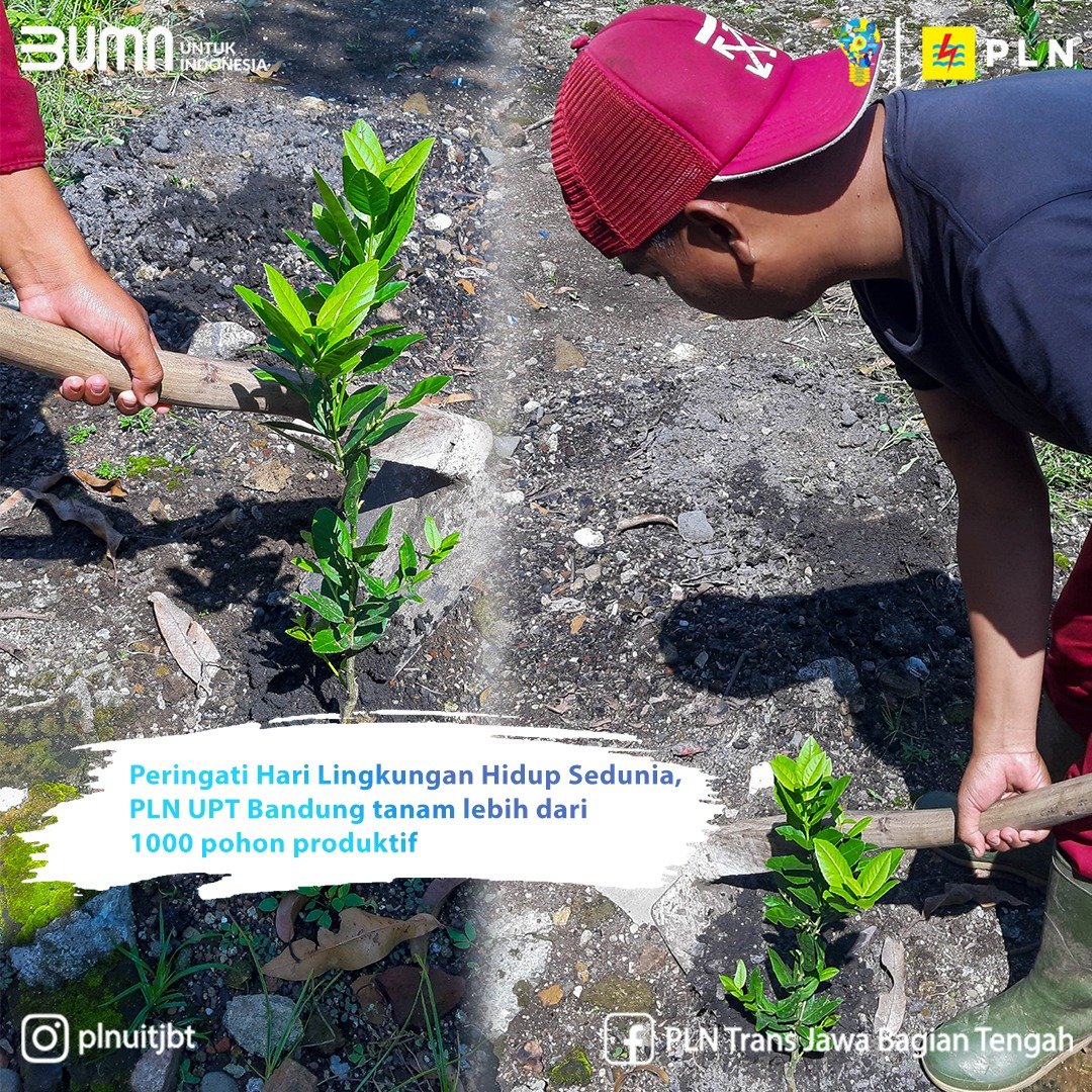 Peringati Hari Lingkungan Hidup, PLN UPT Bandung Tanam 1.000 Pohon