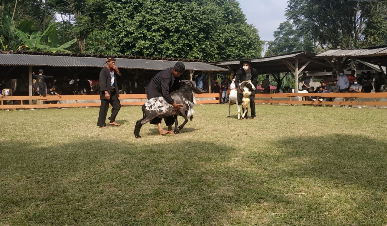 Rawat Kesenian Tradisional Domba Tangkas