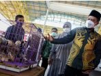Ayam Shamo Miliki Nilai Ekonomis Tinggi di Kabupaten Bandung