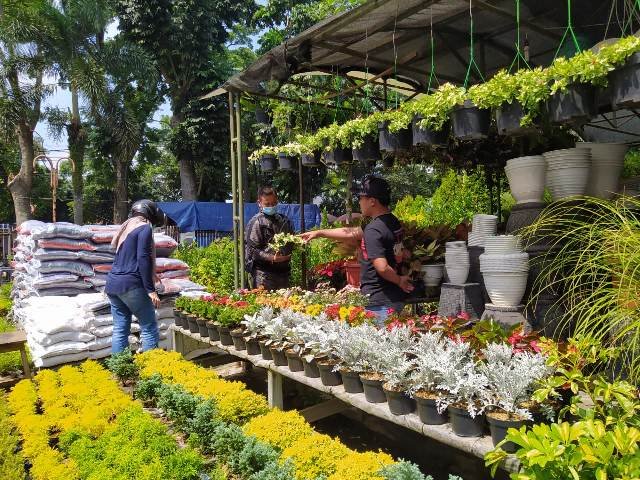 Taman Tegalega Bandung | Jual Tanaman Hias Rp7 Ribu sampai Puluhan Juta