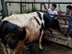 Cegah Wabah PMK Meluas, Dispernakan KBB Masifkan Vaksinasi