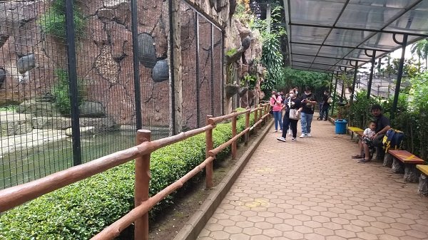 Miris! Terimbas PPKM, Kebun Binatang Bandung Bakal Potong Rusa buat Pakan Harimau