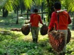 Kelapa Sawit PTPN VIII Mencetak Laba di Semester I