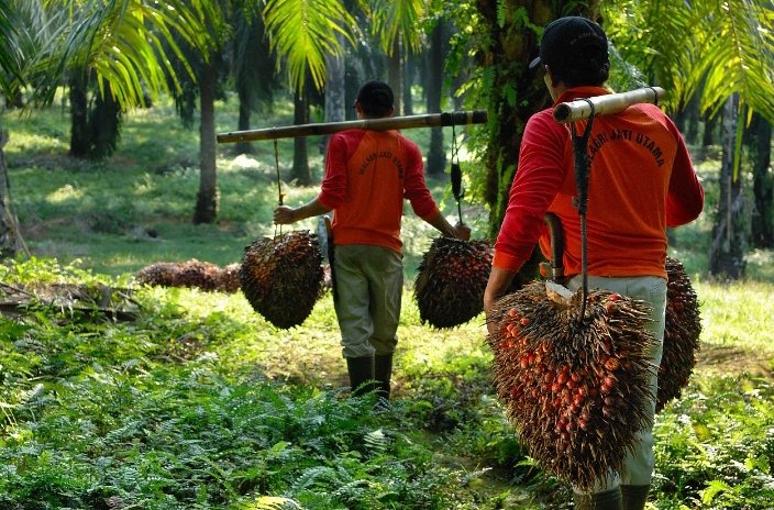 Kelapa Sawit PTPN VIII Mencetak Laba di Semester I