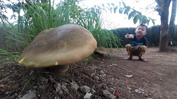 4 Jamur Raksasa Tumbuh di Pekarangan Rumah Warga di Cicalengka