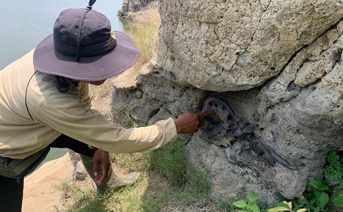 Benda Mirip Fosil Hewan Purba Ditemukan di Waduk Saguling