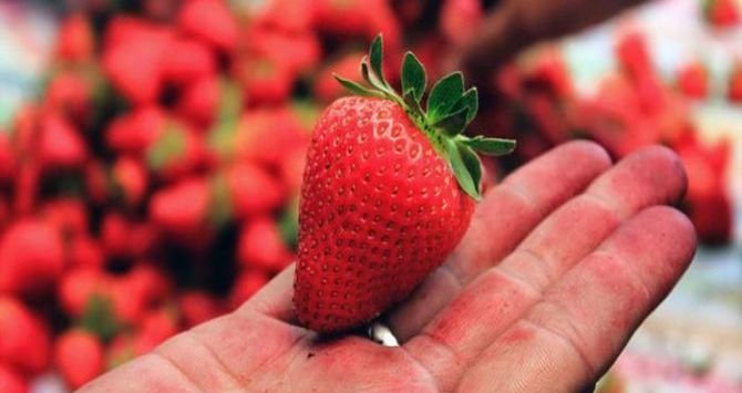 Petani Stroberi Rancabali Kab. Bandung Keluhkan Penurunan Produksi
