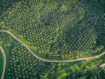 PTPN VIII Perkuat Eksistensi Kelapa Sawit melalui Sertifikasi RSPO