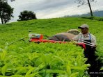 Panen Teh, PTPN VIII Berinovasi Membuat Mesin Petik JANGKRIK