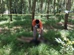Geger Mayat Pemuda Tergeletak di Perkebunan Karet di KBB