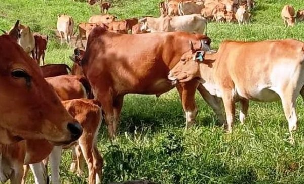 PT Lobi Sapi Apresiasi Pokja Batalkan Tender Sapi Rp20 Miliar