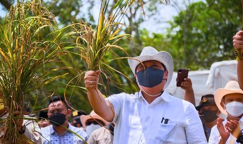 Pemerintah Dorong Budidaya Padi Gogo di Berbagai Daerah