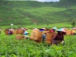 Right Sizing Kebun Teh Menjadi Way Out Efektivitas Pengelolaan Teh PTPN VIII