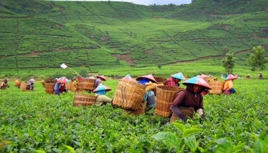Right Sizing Kebun Teh Menjadi Way Out Efektivitas Pengelolaan Teh PTPN VIII