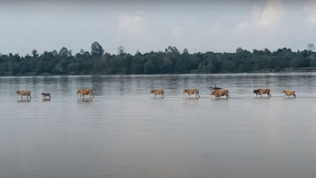 VIRAL Video Sapi Berjalan di Atas Air di Sungai Kapuas, Ini Penjelasan Logisnya