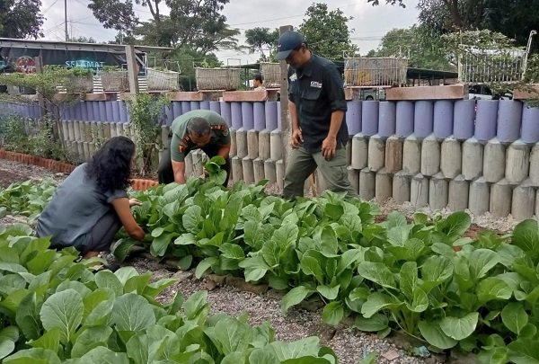 Edenfarm Tampung Hasil Panen, Pemasaran Buruan SAE Kini Lebih Mudah