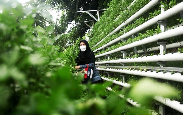 Tingkatkan Ketahanan Ekonomi Warga, PLN Peduli Salurkan Bantuan Pertanian Modern Hidroponik