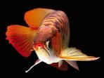 ikan hias arwana