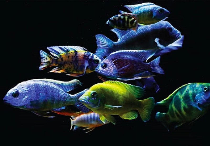 15 Ikan Hias Cantik Ini Cocok untuk Dipelihara di Rumah