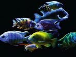 Ikan Cichlid
