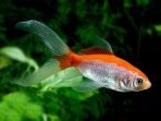 Macam Jenis Ikan Hias Peliharaan akuarium