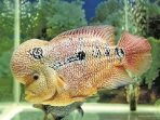 ikan lauhan peliharaan
