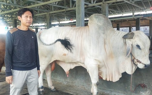 Jokowi Sebar Sapi Kurban Seberat 1 Ton ke Seluruh Provinsi