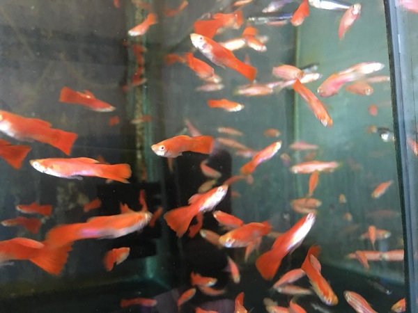 Ikan Guppy, Si Kecil yang Cantik dan Penuh Warna