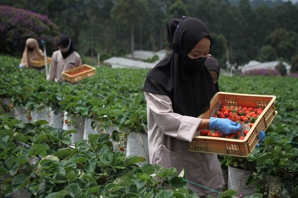FOTO: Pengembangan Produk Olahan Stroberi di Lembang